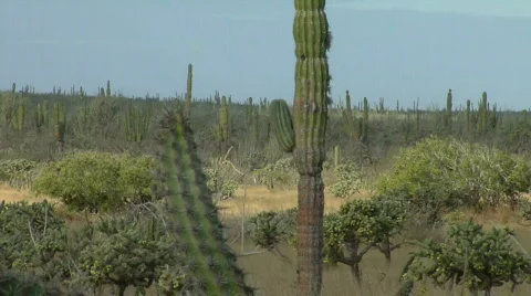 Cactus in Baja, Ca. Stock Footage 298771