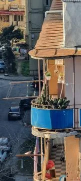 Cactus on the balcony 스톡 사진