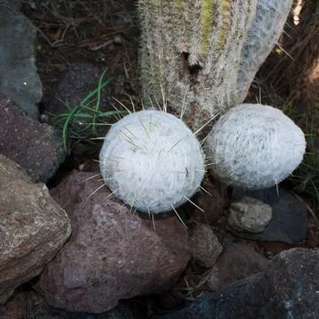 Cactus balls fluffy and sharp Stock Photos