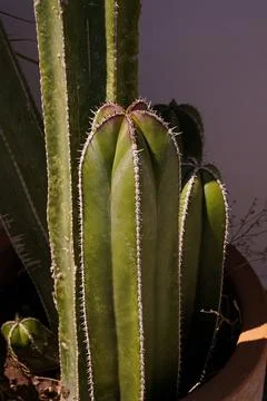 Cactus basking in the sun Stock Photos