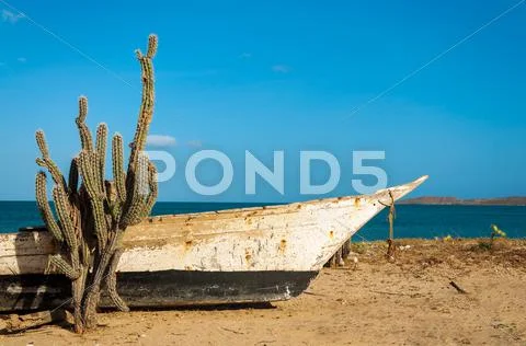 Cactus on a Beach Stock Photos