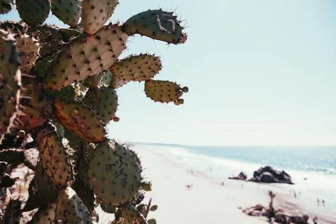 Cactus   on   beach Stock Photos