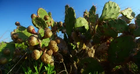 Cactus at the Beach Side Stock Footage 247336601