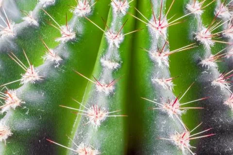 Cactus on a beautiful background close up Stock-Fotos
