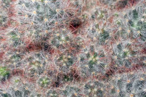 Cactus on a beautiful background close up Stock-Fotos