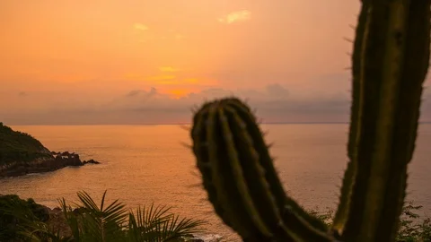 Cactus with beautiful ocean sunset in the background timelapse mexico Stock Footage 100091556