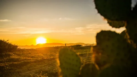 Cactus with beautiful sunset in the background timelapse mexico Stock Footage 100090965