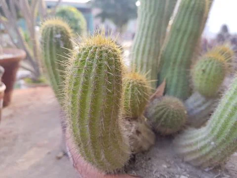 Cactus Beauty In Thrones Stock Photos
