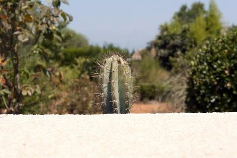Cactus behind a wall Stock Photos
