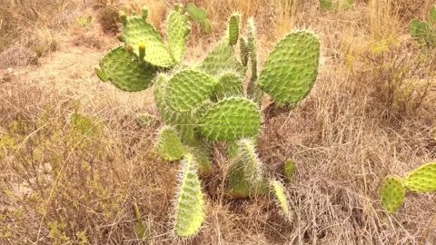 Cactus between grass in the sacred valley near Cusco, Peru Stock Footage 288380169