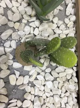 Cactus between stones Stock-Fotos