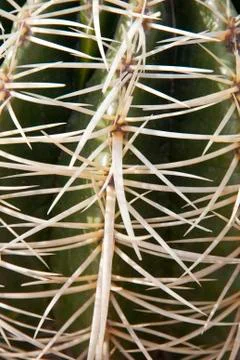 Cactus with big thorns Stock Photos