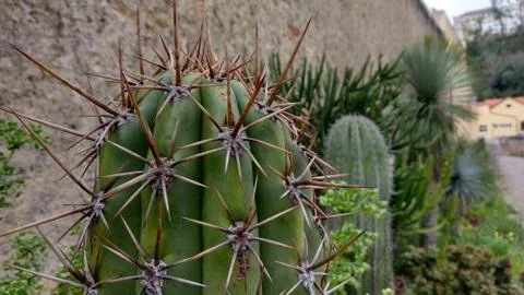 Cactus with big thorns Stock Photos