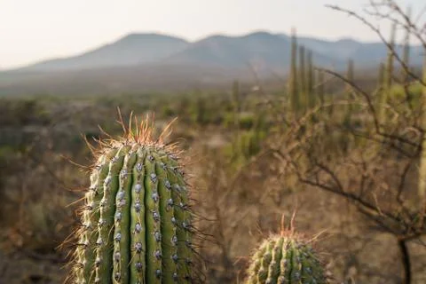 Cactus in the biosphere reserve of Tehuacan Cuicatlan Stock Photos