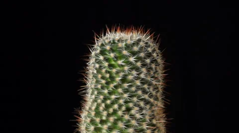 Cactus on black background, seamless loop footage Stock Footage 59961821