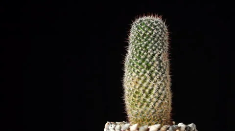 Cactus on black background, seamless loop footage Stock Footage 59961826