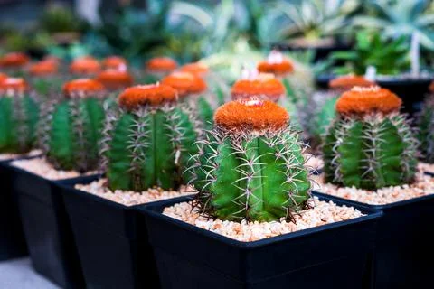 Cactus on black pot Stock Photos