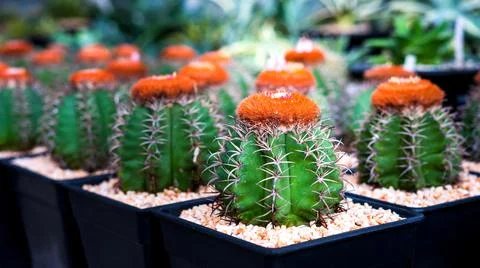 Cactus on black pot Stock Photos