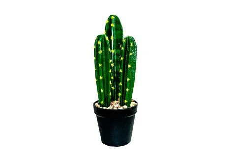 Cactus in a black pot 스톡 사진