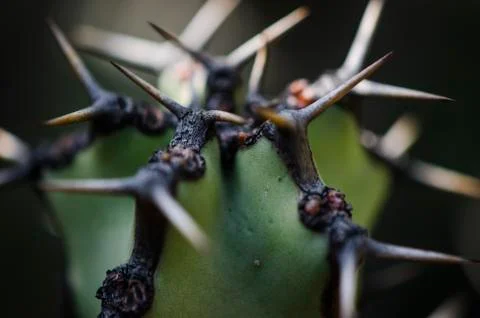 Cactus Black Thorns Close Up Фото