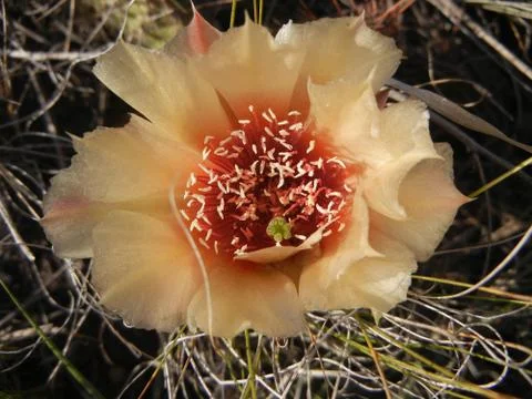 Cactus Bloom Foto stock