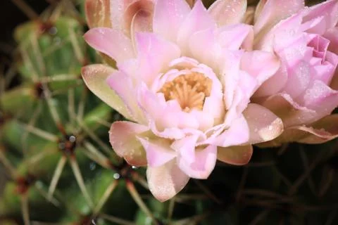 Cactus bloom Foto stock