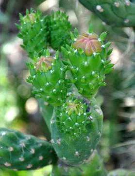 Cactus in bloom Stock Photos