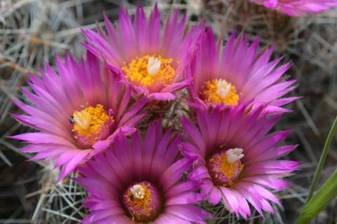 Cactus in Bloom Stock Photos