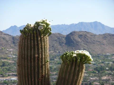 Cactus in Bloom Foto stock