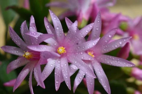 A cactus in bloom Foto stock