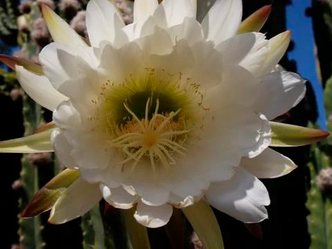 Cactus Bloom in Shade Foto stock