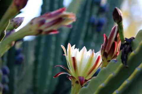 Cactus blooming Stock Photos