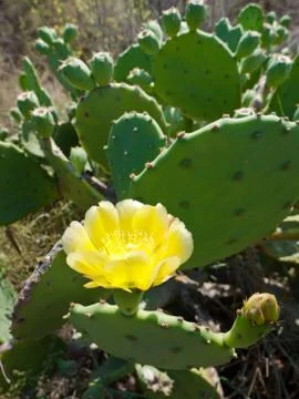 Cactus blooming Stock Photos