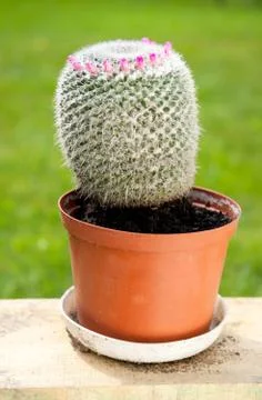 Cactus blooming Foto stock