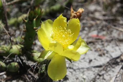 Cactus blooming Stock Photos