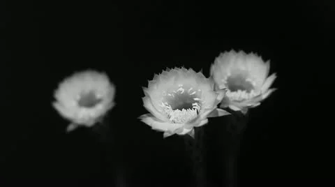 Cactus blooming time lapse Video stock 11614572
