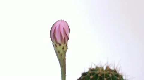 Cactus blooming time lapse Video stock 11620207
