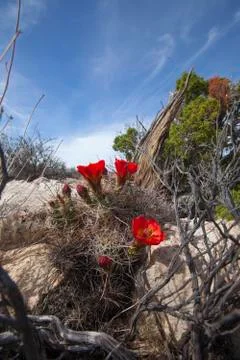 Cactus blooms Foto stock