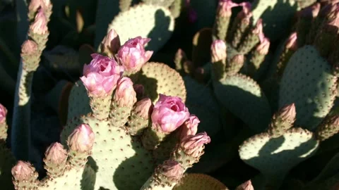 Cactus Blossom Video stock 199523333