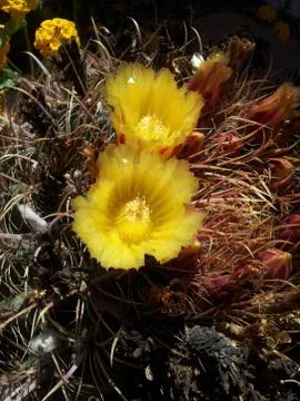 Cactus Blossom Stock Photos
