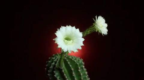Cactus blossom time-lapse on dark red background Video stock 12426340