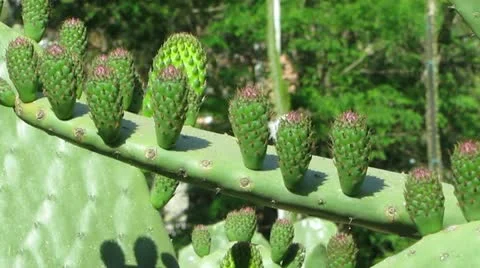 Cactus with Blossoms Stock-Footage 11226540