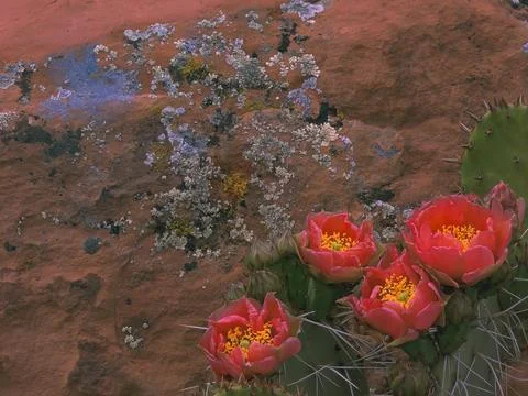 CACTUS BLOSSOMS &amp; LICHEN WALL BACKGROUND Foto stock