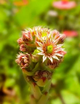 Cactus blossoms Stock Photos