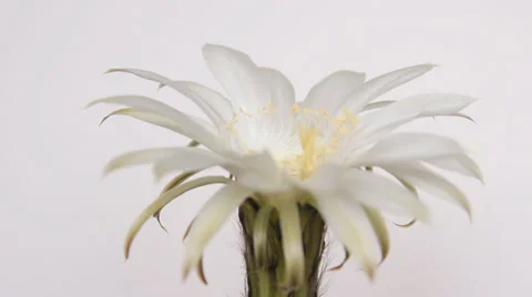 Cactus blossoms, white flower Stock Footage 30442933