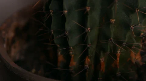 Cactus blossoms, white flower Stock Footage 30581866