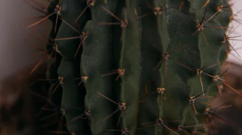 Cactus blossoms, white flower Vidéo 30582116