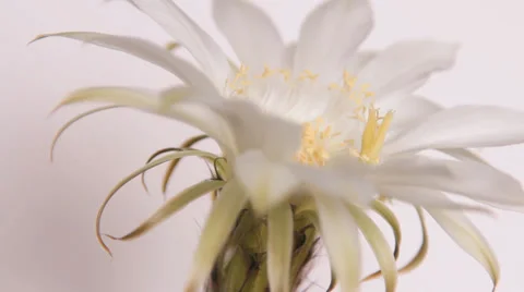 Cactus blossoms, white flower Stockbeeldmateriaal 30582451