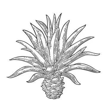 Cactus blue agave. Vintage vector engraving illustration for label, poster Stock Illustration