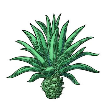 Cactus blue agave. Vintage vector engraving illustration for label, poster Stock Illustration